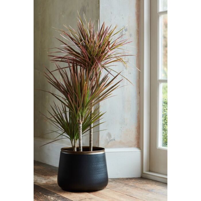 Burgon and Ball Saraha Sunset - Medium Floor Pot